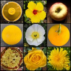 collage giallo
