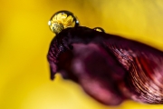 La foto del mese di febbraio : macro - micro